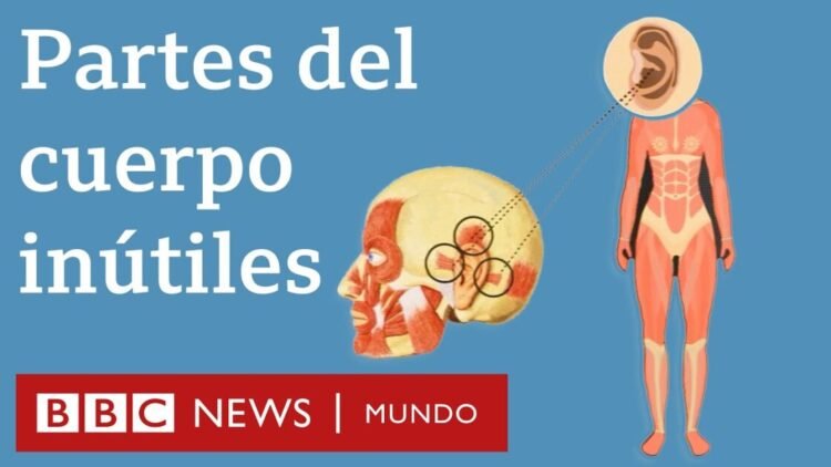 6 partes del cuerpo que ya no necesitamos | BBC Mundo