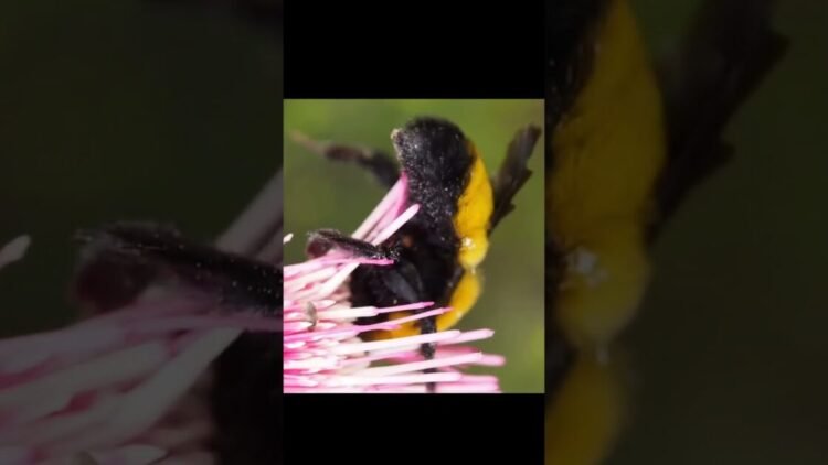 Alerta amarilla: Los riesgos de los abejorro