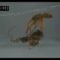 Así se catapultan los machos de esta especie de araña para huir de las hembras