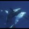 Ataque sorprendente de la orca Moctezuma a un impresionante tiburón ballena