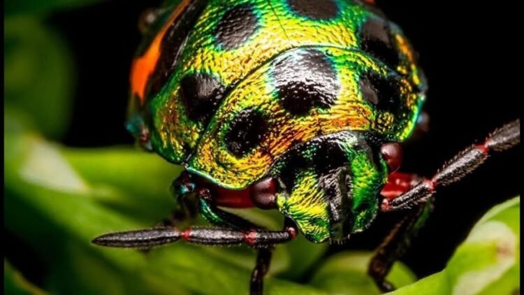 Captura una naturaleza asombrosa con la lente macro Apexel de 100 mm