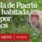 Cayo Santiago, la isla-laboratorio de Puerto Rico habitada solo por monos