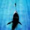 Deep Blue Sea (1999)