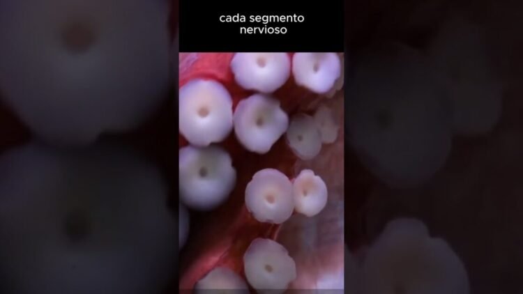 Descubre el increíble sistema nervioso de los pulpos y su destreza única