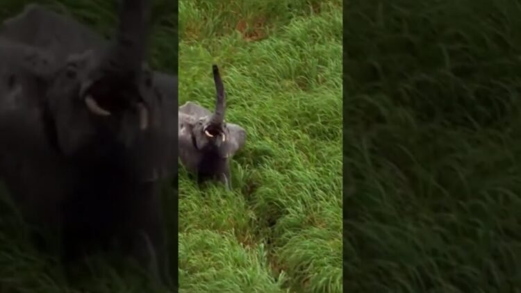 El asombroso milagro de la vida en nuestro planeta