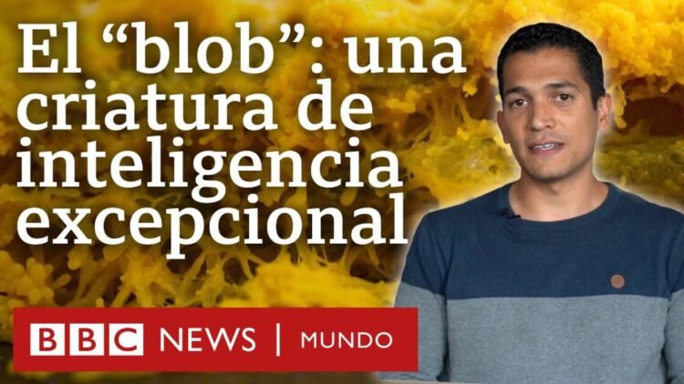 El blob, la extraordinaria criatura que cuestiona si somos la especie más inteligente