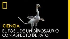 El fósil de un dinosaurio con aspecto de pato | CIENCIA | NATIONAL GEOGRAPHIC ESPAÑA