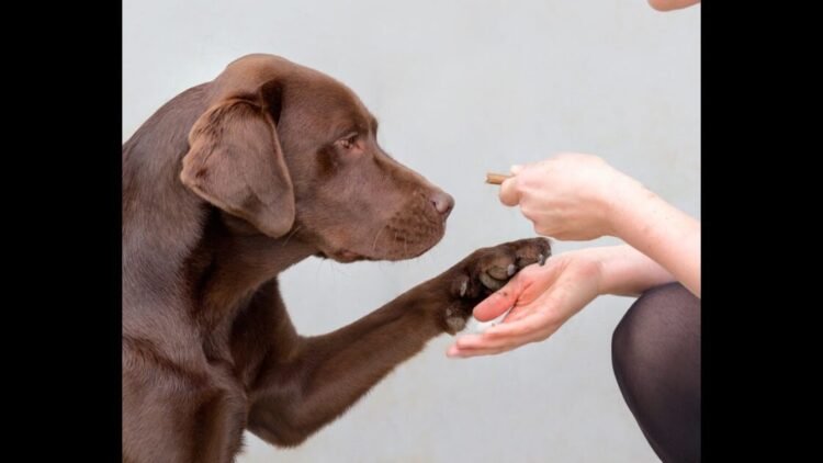 El gen responsable de la obesidad, el mismo en labradores y humanos