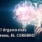 El Poder del Cerebro: ¿Qué Tan Poderoso es?