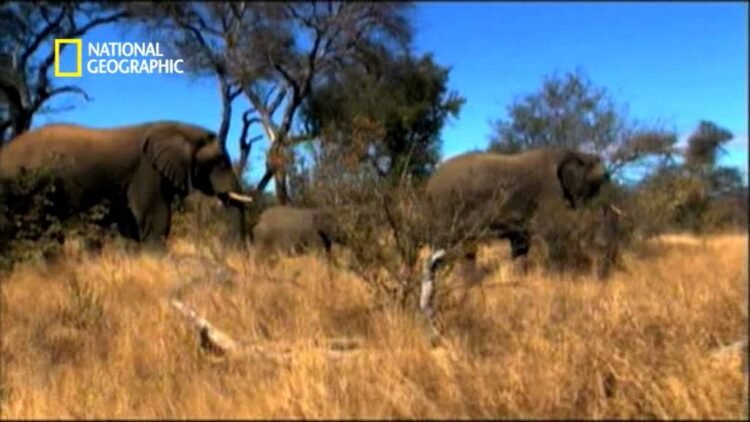 Elefante africano, el tanque de la naturaleza