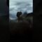 Explorando el Legado de Blue en Jurassic World: El Reino Caído