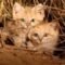 GATITOS de las ARENAS, filmados por primera vez en la NATURALEZA | National Geographic en Español