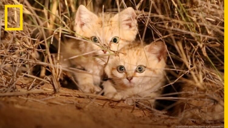 GATITOS de las ARENAS, filmados por primera vez en la NATURALEZA | National Geographic en Español
