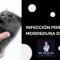 Infección por mordedura de gato: ¿Más peligroso de lo esperado?