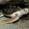 La asombrosa capacidad de orientación magnética de las tortugas bobas