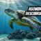 La asombrosa y misteriosa orientación de las tortugas bobas DESVELADA!