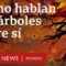 La fascinante red de comunicación entre árboles que se esconde bajo tus pies | BBC Mundo