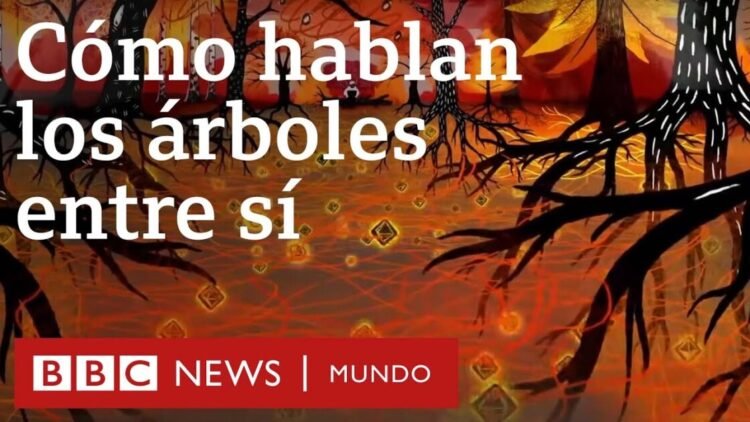 La fascinante red de comunicación entre árboles que se esconde bajo tus pies | BBC Mundo