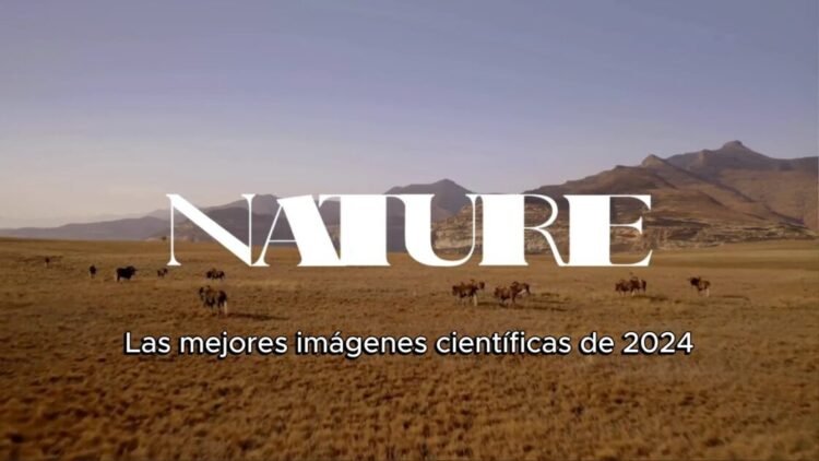 Las mejores imágenes científicas de 2024