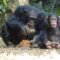 Los chimpancés muestran habilidades únicas al romper nueces