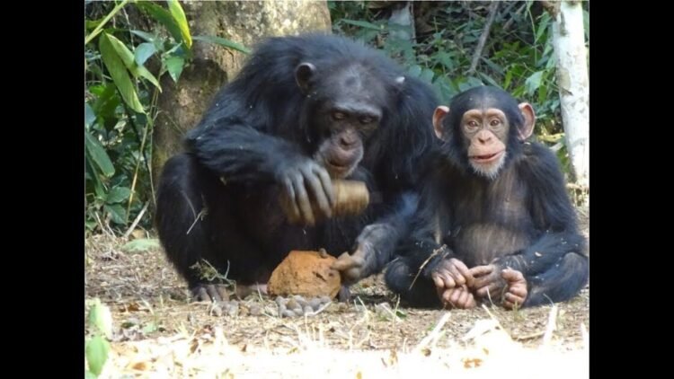 Los misterios de las habilidades de los chimpancés