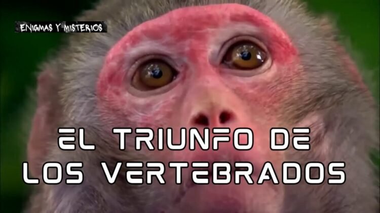 Los misterios del triunfo de los animales vertebrados