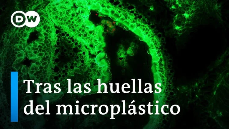 Los peligros del microplástico | DW Documental