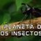 Misterios de los Insectos en la Tierra