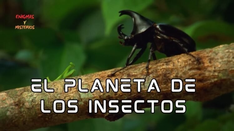 Misterios de los Insectos en la Tierra