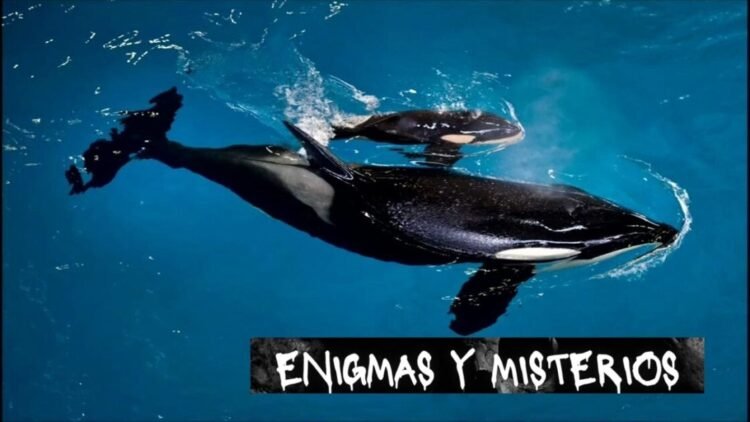 Misterioso ataque de la orca Moctezuma a un impresionante tiburón ballena