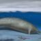Perucetus colossus: Una nueva especie de cetáceo gigante