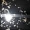 ¿Por qué los insectos van hacia la bombilla?