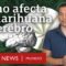 Qué impacto tiene el consumo de marihuana en la memoria, el aprendizaje e incluso las emociones