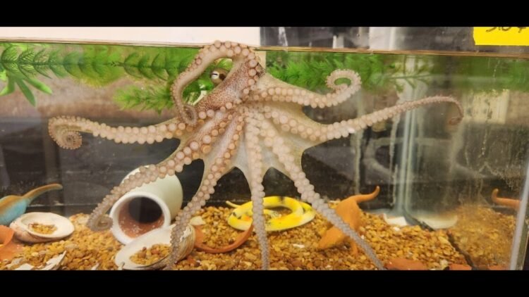 Un sistema nervioso segmentado da a los pulpos su increíble destreza con los tentáculos