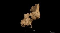 Atapuerca reescribe la historia del primer poblamiento europeo