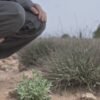 planta-Santolina